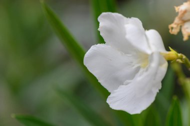 Güneşli bir bahçede yeşil yapraklı beyaz zakkum çiçeklerine yakın çekim. Yaz havası, Akdeniz doğası, süs bitkisi.