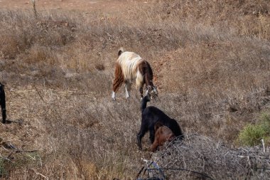 Kıbrıs koyunlarının ve uzun kulaklı keçilerin parlak güneşin altında yeşil çayırlarda birlikte otladıkları kırsal kesim..
