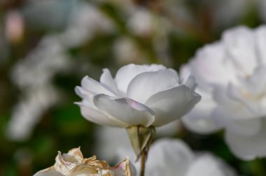 Bir çalılıkta açan narin beyaz güller, sıcak altın güneş ışığıyla yıkanmış. Sakin ve romantik bahçe havası.