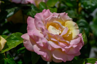 Yakından çekilen canlı pembe ve sarı gül taç yaprağının dokusunu ve yumuşak renk eğimlerini gösteriyor..