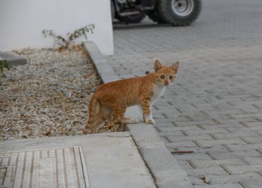 Küçük kızıl kedi bir ev avlusunda yürüyor, çevreyi keşfediyor ve merakını ve neşeli karakterini sergiliyor..