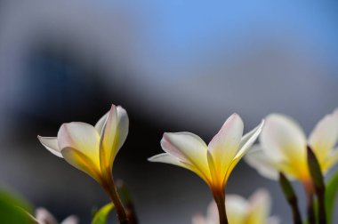 Narin beyaz bougainvillea çiçekleri tropikal bir bahçede, güneş ışığında parıldayan yumuşak kağıt yapraklarla.
