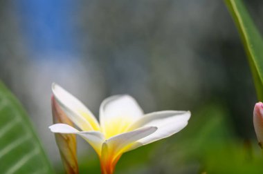 Kıbrıs 'ta güneşli mavi gökyüzünün altında çiçek açan güzel bir tesisatçı. Egzotik tropikal çiçek rahatlamayı, seyahat etmeyi ve tatil havasını simgeler..