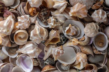 Doğal bir arkaplan olarak sıralanmış renkli deniz kabuklarının makro çekimi, plaj ve yaz projeleri için desenleri ve desenleri vurguluyor.