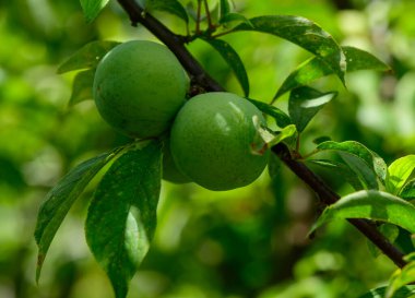 Kıbrıs 'ta Bir Ağaca Asılı Yeşil Eriklerin Yakın Çekimi