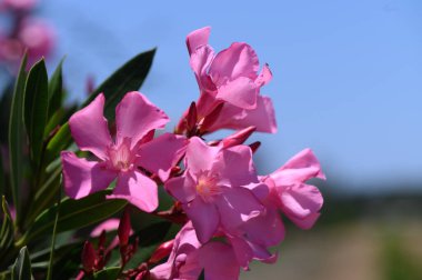 Kıbrıs 'ta Romantik Zakkum Çiçekleri Gün Batımında