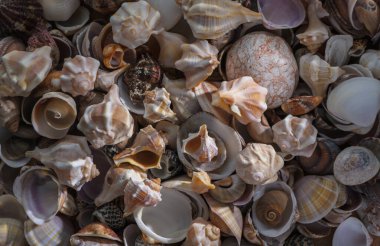 Kum üzerindeki deniz kabuklarının yakın çekimi, kıyı, yaz ve tatil temalı tasarımlar için mükemmel desenli doğal bir arka plan oluşturur..