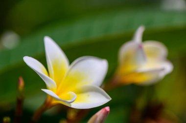 Beyaz Bougainvillea Tropikal Bahçede Yakın Çekimde