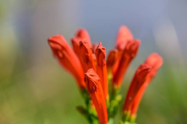 Kıbrıs 'ın ılık Akdeniz ikliminde açan canlı kırmızı tropikal çiçekler egzotik güzellikler ve yemyeşil yapraklar sergiliyor..