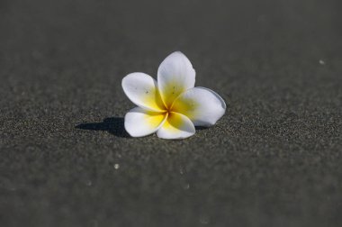 Parlak beyaz begonviller yazın Kıbrıs 'ın güzel kıyıları boyunca sıcak kumda dinlenirler..
