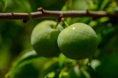 Kıbrıs 'ta güneşli bir bahçede ağaçta büyüyen bir grup genç yeşil erik..