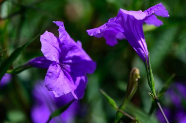 Mavi çan biçimli çiçeklerin detaylı makrosu, yaz güneşinde yaprakların yumuşak dokusunu ve doğal güzelliği vurguluyor..