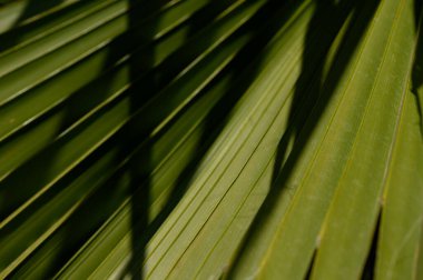 Doğal yeşil bir zemin oluşturan tropik palmiye yapraklarının yakın çekimi. Güneş ışığı ve gölgeler egzotik bir doku yaratır..