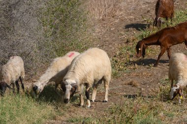 Kıbrıs keçileri ve koyunları arka planda ada tepeleri olan yeşil bir çayırda otluyorlar. Geleneksel çiftlik sahnesi.
