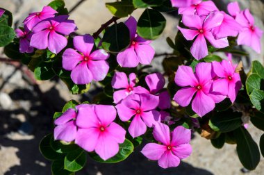 Kıbrıs 'ta canlı pembe sardunya çiçeklerinin parlak yakın çekimi, botanik, bahçe ve doğa temalı stok fotoğrafçılığı için mükemmel. Kıbrıs 'ta sardunya çiçekleri açıyor. Yüksek kalite fotoğraf