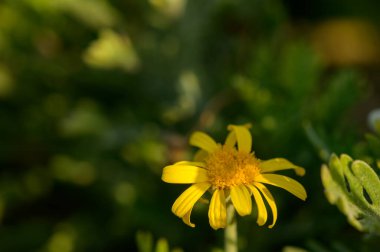 Parlak sarı papatya çiçeği bulanık yeşil çayır arka planına karşı duruyor..