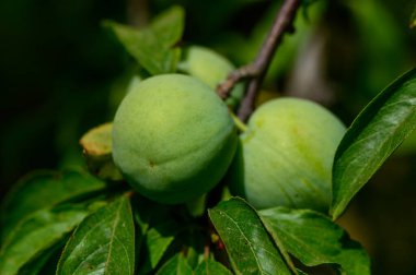 Kıbrıs 'ta güneşli bir bahçede ağaçta sallanan olgunlaşmamış yeşil erikler..
