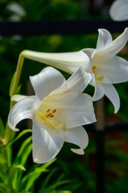 Kıbrıs 'ta Akdeniz Bahçesinde Beyaz Zambaklar Çiçek Açtı