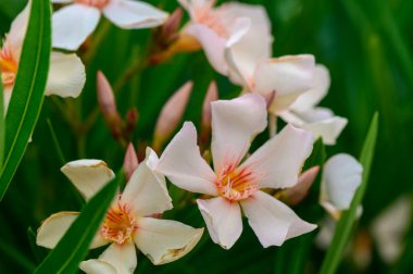 Kıbrıs 'ta çiçek açan narin pembe zakkum çiçekleri, zehirli ama süsleyici bir Akdeniz bitkisi olmakla birlikte güzelliklerini ve canlı renklerini vurguluyor