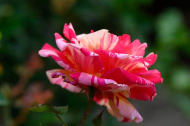 Çift Renkli Sarı Gül Çiçeğinin Makro ResmiName