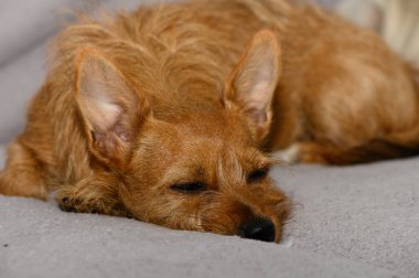 Kırmızı pinscher koltuğa uzanmış, rahatlamış. Yüz, kürk ve gözlerin yakın çekim detayları. Stok fotoğrafçılığı için rahat ev sahnesi.