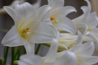 Kıbrıs 'a yakın plan çekilen zarif beyaz zambaklar, Akdeniz güneşinin altında zarif taç yapraklarını ve doğal güzelliklerini gösteriyor