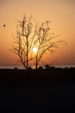 Yalnız bir ağacın dramatik silueti canlı bir Kıbrıs günbatımı gökyüzüne karşı