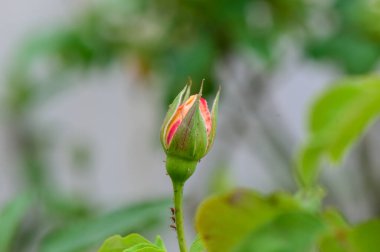 Kıbrıs 'ta taze gül goncası, sıcak güneş ışığı altında Akdeniz çiçeklerinin narin taç yapraklarını ve doğal güzelliklerini gösteren yakın planda yakalandı.