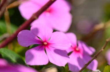 Pembe Catharanthus Gül Çiçeği ve Parlak Yapraklar Yaz Güneşi Altında