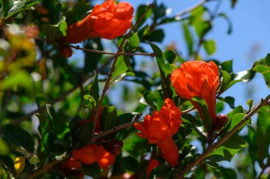 Kıbrıs Meyve Bahçesinde Çiçekler Açan Kırmızı Nar
