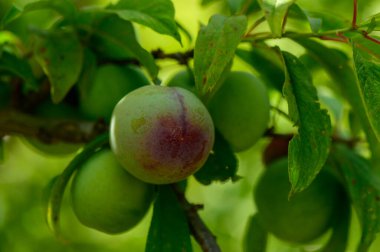 Sıcak Kıbrıs güneşinin altında bir dalda oluşan olgunlaşmamış eriklerin yakın görüntüsü.