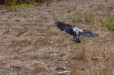 Kıbrıs 'taki bir bahçede ilk uçuşunu gerçekleştiren genç bir karga.