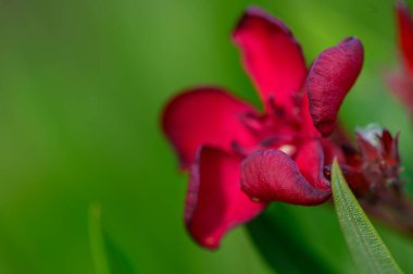 Kıbrıs 'ta Güneşli Gün' de Kırmızı Oleander Çiçekleri
