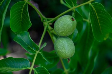 Kıbrıs 'ta Ağaç Dallarında Yeşil Cevizler Büyüyor