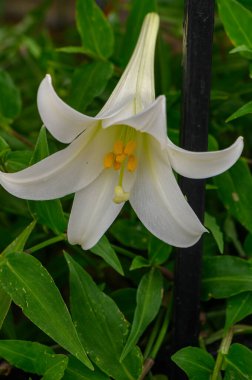Akdeniz Bahçesindeki Çalı Üzerinde Beyaz Zambaklar