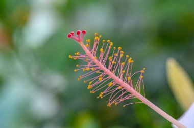 Bir amber çiçeğinin damgasıyla ilgili detaylar. Karmaşık çiçek yapıları ve canlı renkleri vurguluyor..