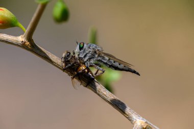 Yakından çekilen makro fotoğrafta, bir ağaç dalına tünemiş bir hırsız sineği ele geçirilmiş bir arı tutuyordu..
