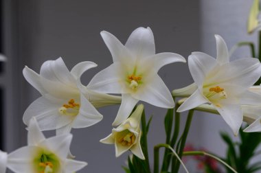 Kıbrıs bahçesinde açan beyaz zambaklar, zarif ve narin taç yapraklarını aydınlatan güneş ışığıyla yakın plan çekiliyor..