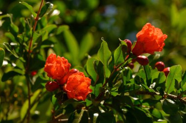 Kıbrıs 'ta güneşli bir günde, canlı kırmızı nar tomurcuklanıyor.