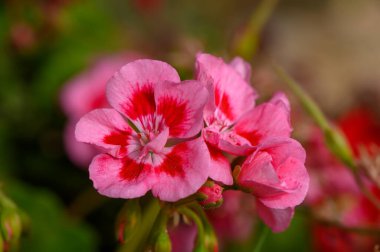 Tropikal Çiçekler Ilık Günbatımında Parlıyor