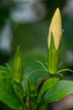 Kıbrıs 'ta canlı çiçek tomurcuklarının Macro' ya yakın çekimi, çiçek açmadan önce ayrıntılı dokular ve tropikal tazeliği gösteriyor.
