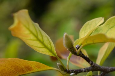 Manolya tomurcuklarının sonbaharda bir dala yakın çekimi, altın ve kahverengi tonlar, doğal doku ve detaylar, makro ve bahçe fotoğrafçılığı için mükemmel bir konu.