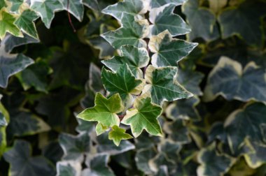 Dekoratif sarmaşık yapraklarının yakın çekimi. Dokular, arka planlar ve iç dekorasyon için ideal.