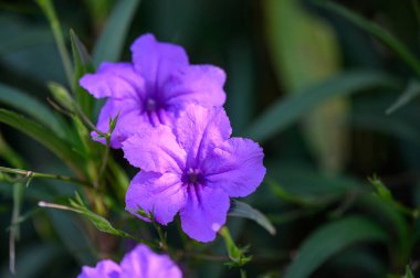 Kıbrıs 'ta bir çalılıkta yetişen mor çan biçimli çiçeklerin yakın çekimi Akdeniz florasını ve doğal güzelliği simgeliyor..