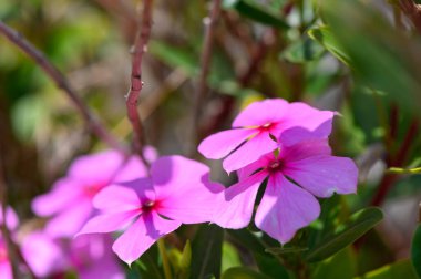 Pembe Catharanthus Gül Çiçeği Açtı