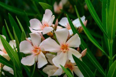 Pembe zakkum, Kıbrıs 'taki bir çalılıkta çiçek açıyor. Zehirli ama güzel bir Akdeniz bitkisi bahçelere renk ve cazibe katıyor.
