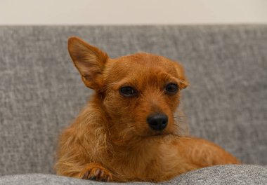 Odaklanmış gözleri ve doğal ışıkta dik kulakları olan kırmızı bir minyatür..