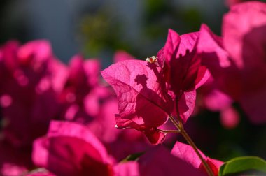 Kıbrıs 'taki bir Akdeniz bahçesinde kırmızı çiçekli bir bougainvillea bitkisinin yakın çekimi.