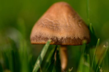 Yaban mantarlarının yemyeşil çimlerde büyüdüğü yakın plan. Güneş ışığında doğal orman zemin ayrıntıları.