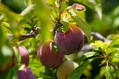 Kıbrıs 'ta güneşli bir bahçede dallarda büyüyen sulu olgun erikler.